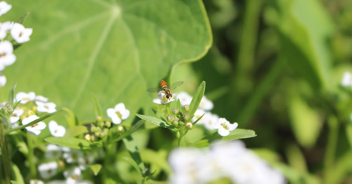 ONE GOAL OF THE GARDENS AND LANDSCAPES OF GRACE FARMS IS TO ENHANCE THE HEALTH AND WELL BEING OF THE BEES, BUTTERFLIES, BIRDS, BATS AND OTHER POLLINATORS (AS WELL AS THE HUMANS) WHO VISIT THEM. IMAGE: COURTESY OF GRACE FARMS