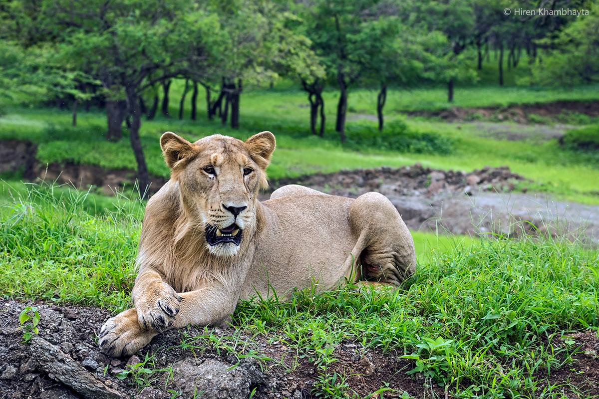 ASIATIC LIONS HAVE SMALLER MANES THAN THEIR AFRICAN COUSIN. HAVING IS PORTRAIT TAKEN DID NOT SEEM TO BOTHER THIS YOUNG MALE. IMAGE: HIREN KHAMBHAYTA