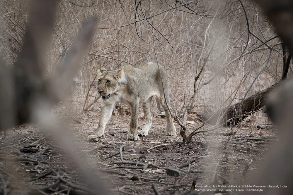 ALTHOUGH ASIATIC LIONS ARE 10-20% SMALLER THAN THEIR AFRICAN COUSINS, THESE CATS ARE STILL FORMIDABLE HUNTERS BRINGING DOWN DEER, ANTELOPE, WILD BOAR AND THE OCCASIONAL WILD BUFFALO. IMAGE: HIREN KHAMBHAYTA