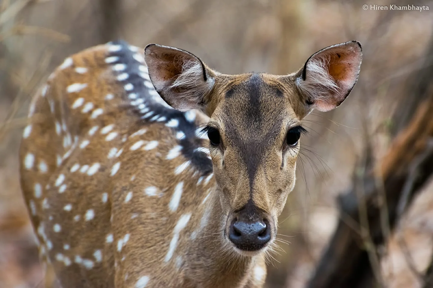THE LARGE NUMBERS OF NATIVE CHITAL OR CHEETAL ALSO CALLED SPOTTED DEER IN GIR NATIONAL PARK ARE THE PRIMARY PREY OF THE ASIATIC LIONS. IMAGE: HIREN KHAMBHAYTA