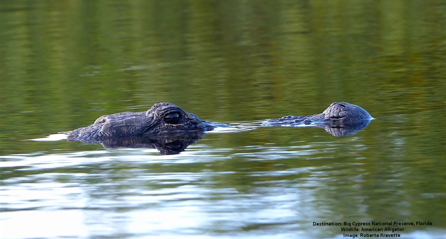THE AMERICAN ALLIGATOR. STEALTHY, PATIENT, AND FAST - THIS DINOSAUR COUSIN AWAITS YOUR VISIT TO THE EVERGLADES. IMAGE: R. KRAVETTE