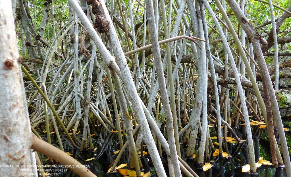 A TANGLE OF MANGROVE ROOTS. LOOK CLOSELY, CAN YOU FIND THE (INVASIVE) BROWN LIZARD MAKING HIS WAY DOWN THE MANGROVE ? IMAGE. R. KRAVETTE