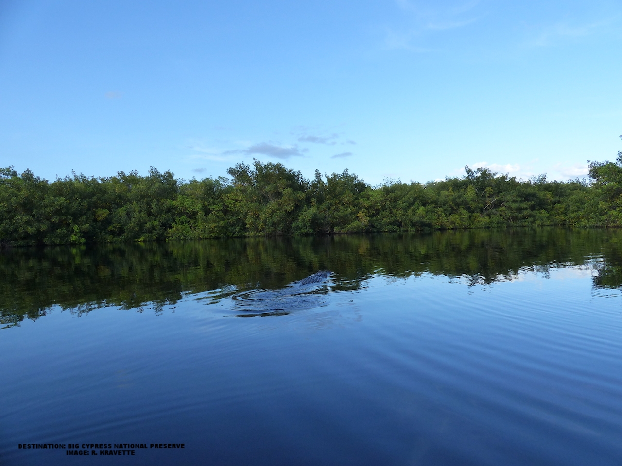 THE BIG 'GATOR SWAM OFF TO CHECK OUT THE REST OF HIS TERRITORY. THE WATER REGAINED ITS STILLNESS. IMAGE: R KRAVETTE