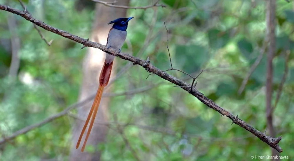 AT GIR NATIONAL PARK COMBINE LION SPOTTING WITH BIRDWATCHING FOR A COLORFUL TREAT. THIS IS A BEAUTIFUL ASIAN PARADISE FLYCATCHER. IMAGE: HIREN KHAMBHAYTA