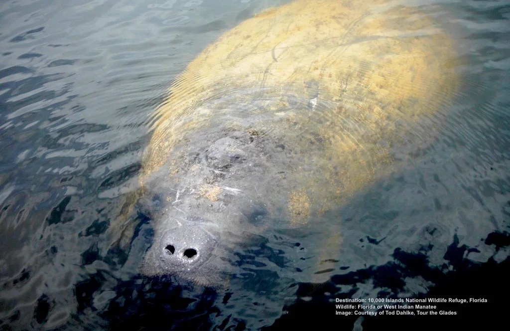 THE FLORIDA MANATEE IS A SLOW MOVING, CURIOUS, MARINE COUSIN OF THE ELEPHANT. FIND THEM IN ESTUARIES, SHALLOW RIVERS AND BAYS. IMAGE: TOD DAHLKE, TOUR THE GLADES.