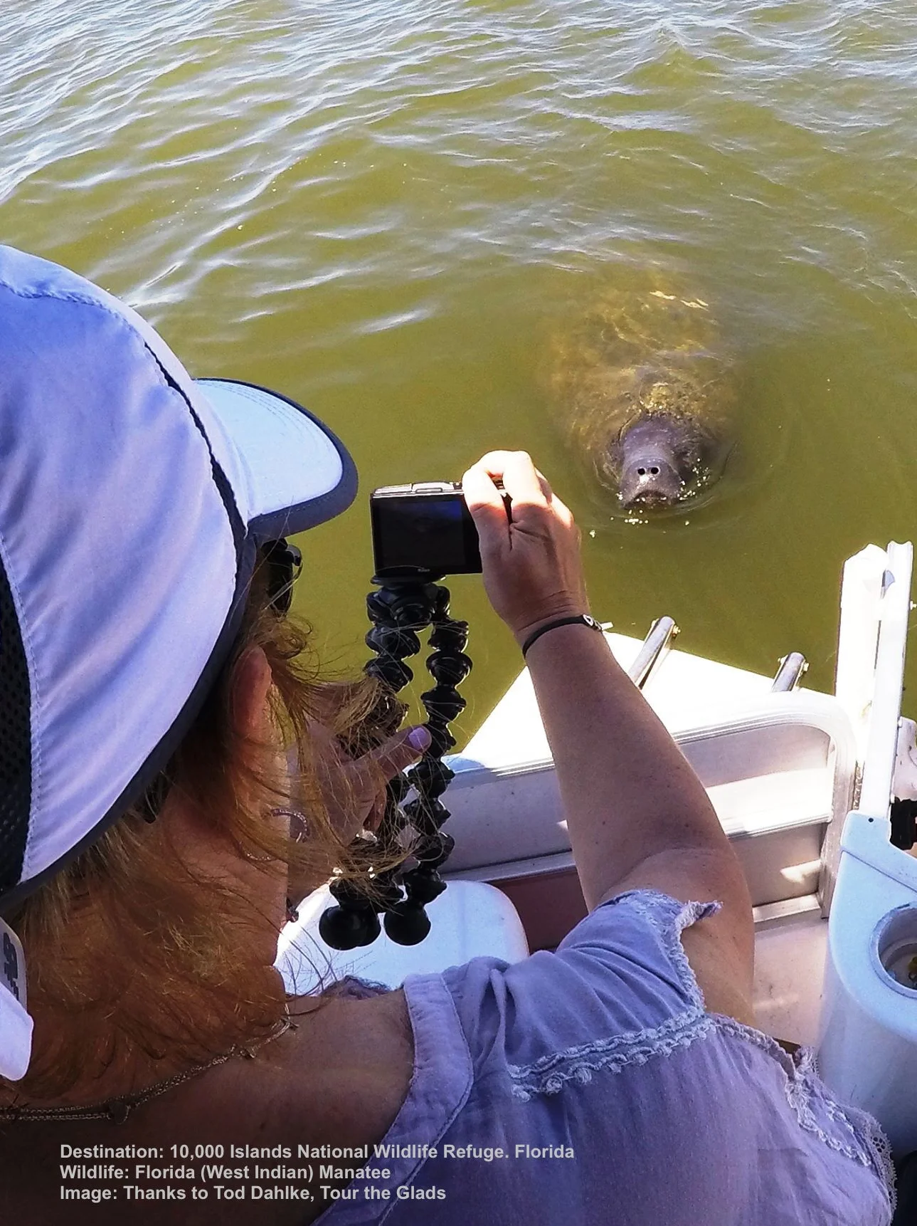 MANATEES ARE CURIOUS! QUIET AND PATIENCE BRINGS REWARDS WHEN THEY COME UP TO WATCH YOU! IMAGE: TOD DALHKE, TOUR THE GLADES.