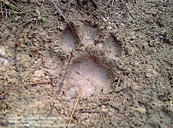 LOOKING FOR A FLORIDA PANTHER? IT IS PROBABLY IS ALREADY WATCHING YOU! LOOK FOR TRACKS. YOUR GUIDE WILL BE ABLE TO TELL YOU WHEN THE BIG CAT WENT BY. IMAGE: TOD DAHLKE, TOUR THE GLADES.