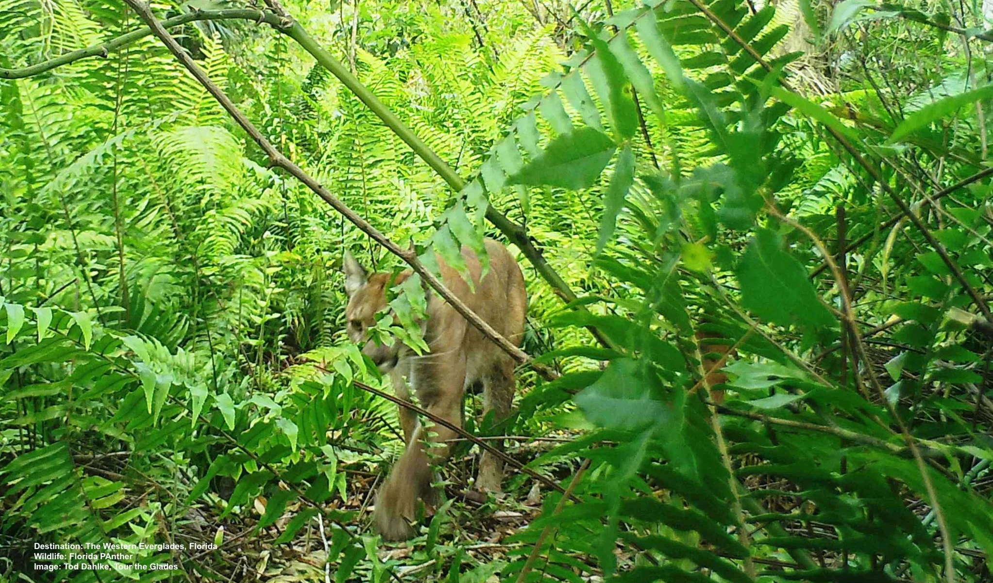 A FLORIDA PANTHER MOVES SILENTLY THROUGH THE UNDERBRUSH. THEY HUNT DEER AND WILD HOG, THEIR MAIN FOOD, MOSTLY AT NIGHT. IMAGE: TOD DAHLKE OF TOUR THE GLADES.