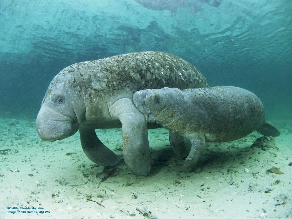 FLORIDA MANATEES ARE COMING BACK FROM THE BRINK OF EXTINCTION, BUT THEir FUTURE IS NOT YET SECURE. MOTOR BOATS, POLLUTION, & CHANGING WEATHER PATTERNS ARE ALL SERIOUS THREATS. IMAGE: KEITH RAMOS, USFWS