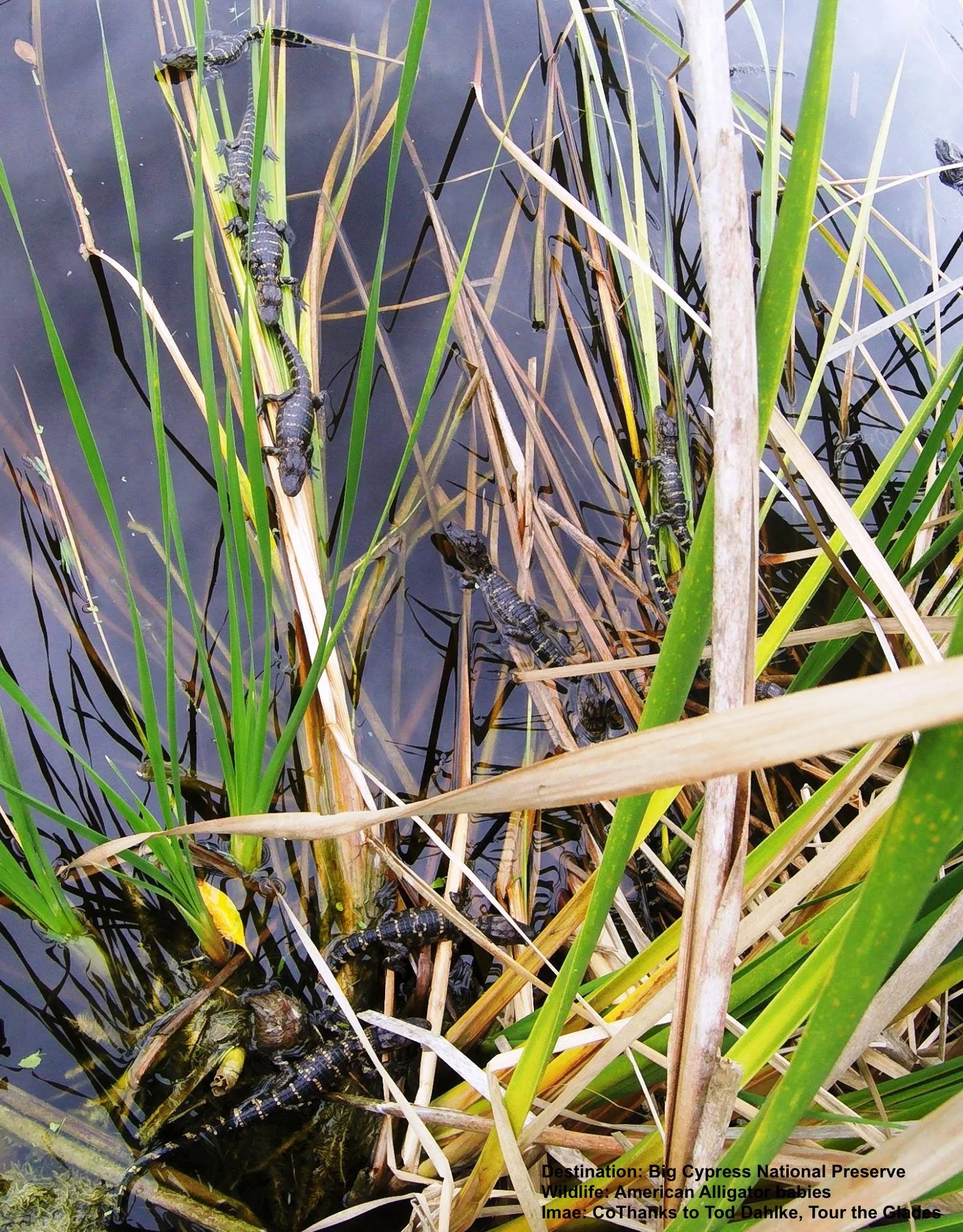 WATCH BABY ALLIGATORS FROM THE BOARDWALK AT BIG CYPRESS NATIONAL PRESERVE, FLORIDA. IMAGE: TOD DAHLKE, TOUR THE GLADES.