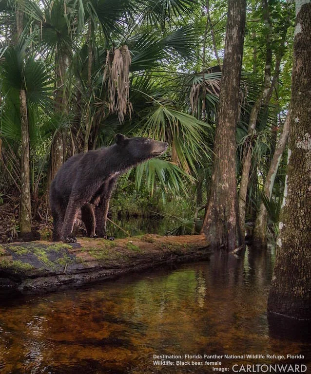 A FEMALE BLACK BEAR USES HER NOSE TO CHECK OUT HER WORLD. BEARS HAVE A FAR BETTER SENSE OF SMELL & HEARING THAN EYE SIGHT. IMAGE: CARLTON WARD