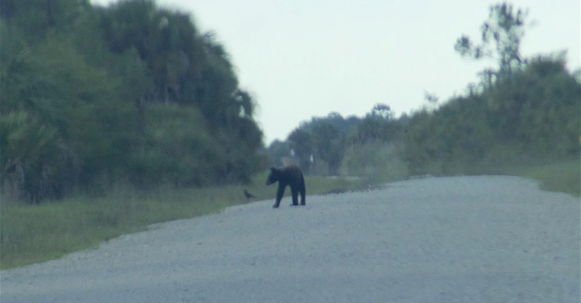 DUSK, ON A MISTY EVENING, WE DROVE BACK TO WHERE WE HAD SEEN BEAR SCAT IN THE MORNING. SURE ENOUGH, WE FOUND OUR BEAR! BIG CYPRESS NATIONAL WILDLIFE REFUGE. CAR SAFARI! IMAGE: ©ROBERTA KRAVETTE