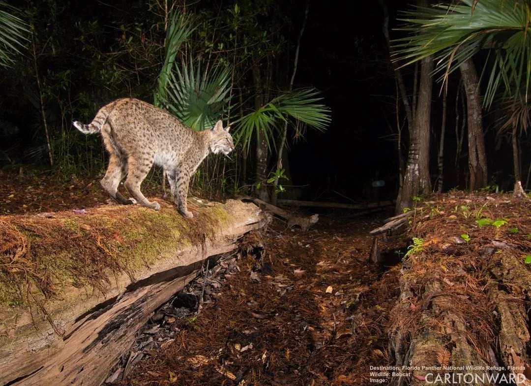 THE BOB CAT IS THE SECOND LARGEST WILD CAT IN FLORIDA. THEY GET THEIR NAME FROM THEIR NATURALLY SHORT TAIL, LIKE MOST CATS THEY ARE MOSTLY NOCTURNAL, AND GOOD TREE CLIMBERS - BUT THEY ARE ALSO GOOD SWIMMERS. IMAGE: CARLTON WARD THANKS TO FLORIDA PANTHER WILDLIFE REFUGE.