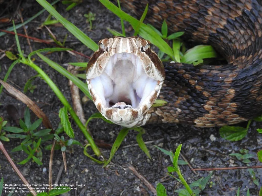 THE EASTERN COTTONMOUTH HAS MANY COLOR & PATTERN VARIATIONS , DARK BROWN, GREEN, COPPER, IRREGULAR DIAMOND SHAPES OR BANDS. BUT IF IT HOLDS ITS BROAD, THICK HEAD AT A 45º ANGLE, AND OPENS HIS MOUTH TO REVEAL THE WHITE INTERIOR, THAT IS A COTTONMOUTH. THE OPEN MOUTH IS A WARNING. GIVE IT SPACE. IMAGE: MARC DANAHER, USFWS
