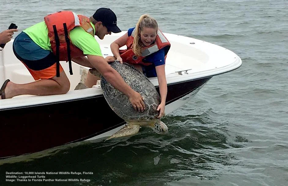 FLORIDA PANTHER NWR BIOLOGIST SCIENCE AIDS, LAUREN MILLER & BRIDGET GIBLIN ASSIST MOTE MARINE LABORATORY & AQUARIUM RELEASE A LOGGERHEAD TURTLE REHABILITATED AFTER SEVER BOAT STRIKES TO ITS CARAPACE. IMAGE: THANKS TO FLORIDA PANTHER NATIONAL WILDLIFE REFUGE.