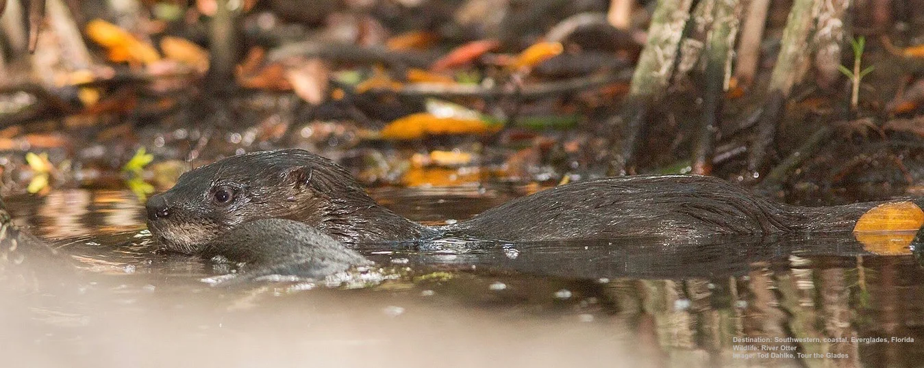 RIVER OTTERS LIVE UNDER THE ROOTS OF THE TREES ALONG THE EDGES OF FRESH WATER IN THE CYPRESS SWAMP. IMAGE: TOD DAHLKE, TOUR THE GLADES.