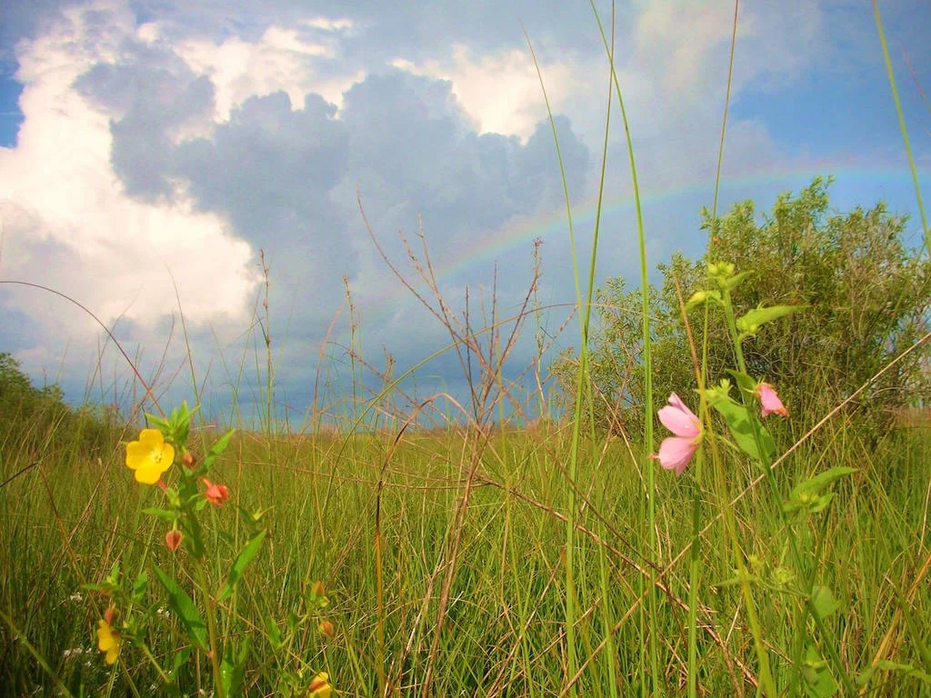 RAINBOW OVER THE WETLANDS PRARIE IN BIG CYPRESS NATIONAL PRESERVE, FLORIDA. IMAGE: COURTESY OF BIG CYPRESS NATIONAL PRESERVE.
