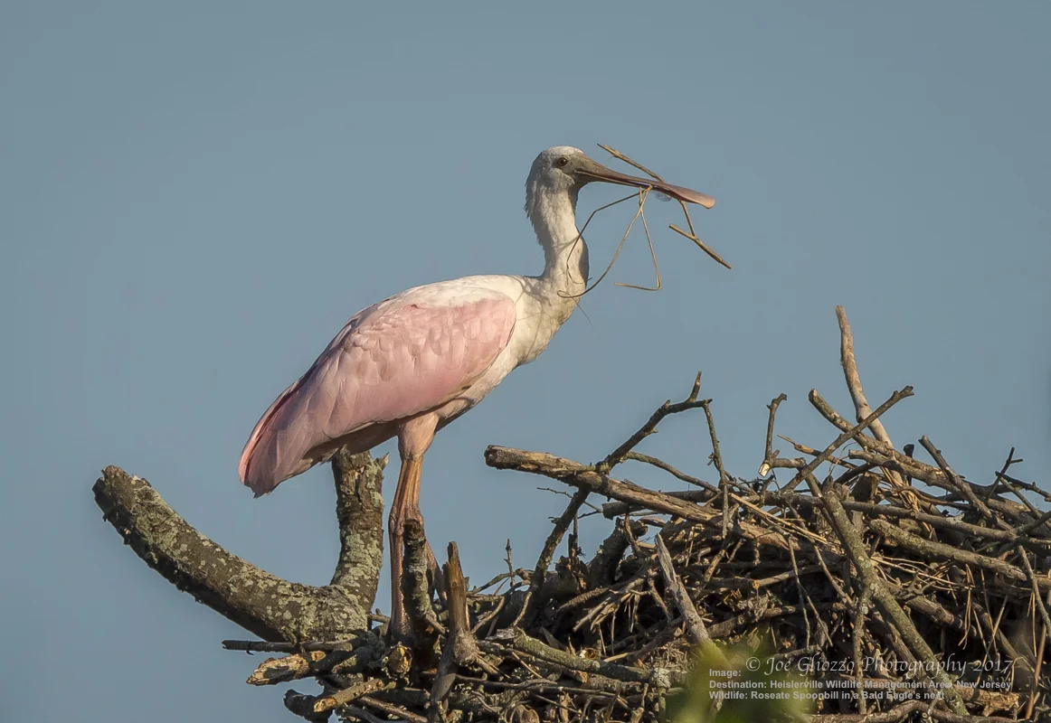 BIRDS ARE SOMETIMES PUSHED THOUSANDS OF MILES AWAY FROM THEIR NATURAL HABITAT BY STORMS. THIS ROSEATE SPOONBILL WAS RECENTLY SPOTTED IN AN EAGLES NEST IN THE HEISLERVILLE WILDLIFE MANAGEMENT AREA IN SOUTHERN NEW JERSEY. IMAGE COURTESY OF WILDLIFE PHOTOGRAPHER ©JOE GLIOZZO