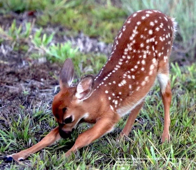 ONE OF THE SPRINGS NEW KEY DEER FAUNS BORN IN BIG PINE KEY, FLORIDA. HOW DID IT FAIR IN THE STORM? HOPEFULLY ITS MOTHER'S EXPERIENCE & INSTINCTS WERE ENOUGH TO KEEP IT SAFE. BUT CAN THEY SURVIVE THE ALTERED HABITAT? IMAGE BY NONI CAY, THANKS TO FLORIDA KEYS NATIONAL WILDLIFE REFUGE.
