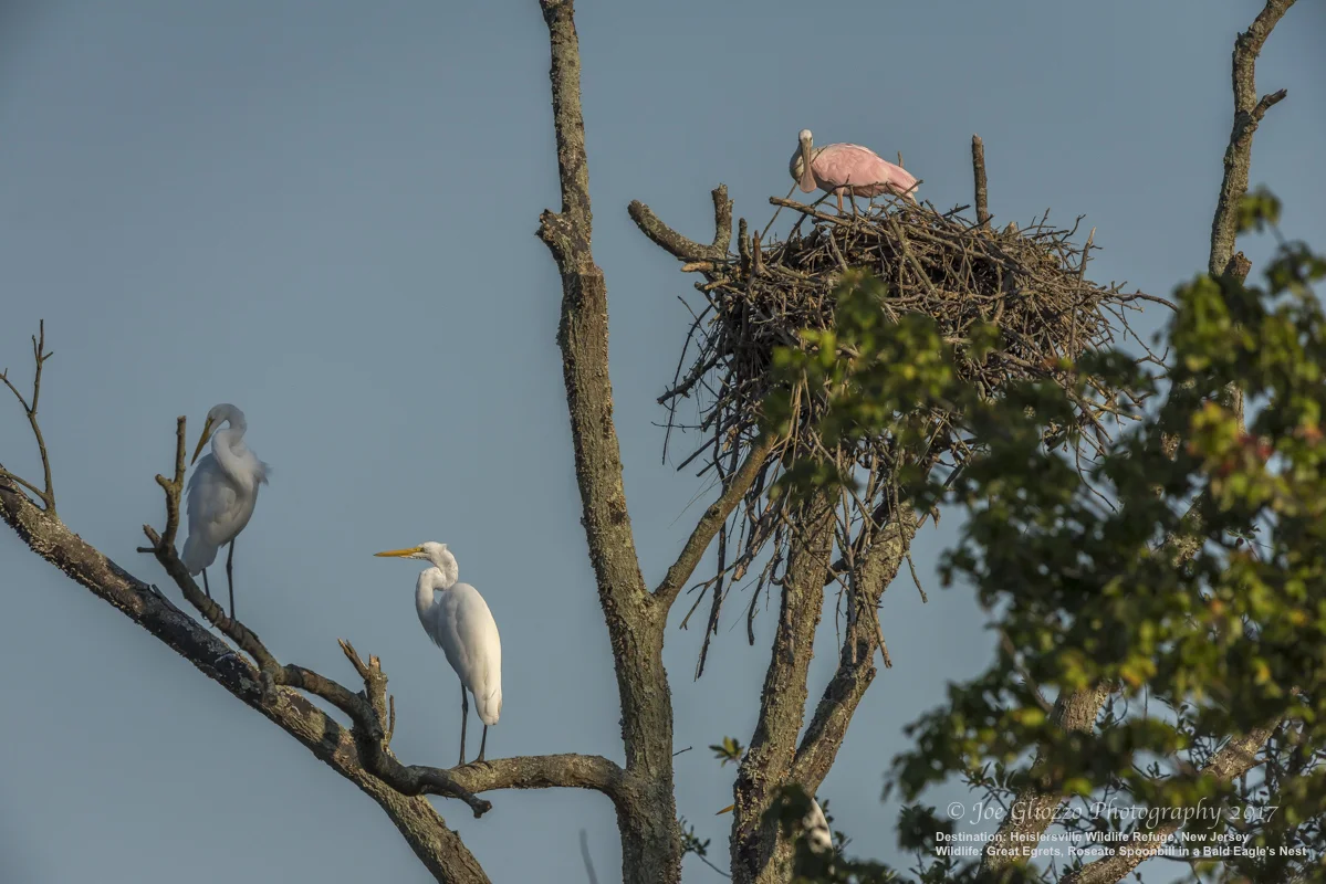 ALREADY FAMOUS AMONG BIRDWATCHERS, HEISLERVILLE WILDLIFE MANAGEMENT AREA BECAME MORE RENOWNED WHEN THIS BRAVE (OR CRAZY!) LOST ROSEATE SPOONBILL TOOK UP RESIDENCE IN A BALD EAGLE'S NEST. THE GREAT EGRETS ARE NONPLUSSED. PHOTO: ©JOE GLIOZZO, WILDLIFE PHOTOGRAPHER