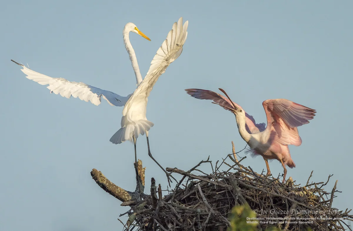 A GREAT EGRET VISITS THE LOST ROSEATE SPOONBILL IN HIS STOLEN BALD EAGLE NEST. IMAGE: THANKS TO JOE GLIOZZO, WILDLIFE PHOTOGRAPHER.