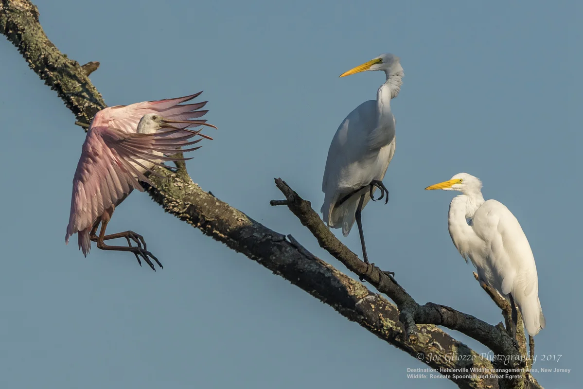 TWO GREAT EGRETS IN CAPE MAY, NEW JERSEY GREET THE ARRIVAL OF A ROSEATE SPOONBILL THOUSANDS OF MILES FROM HOME. IMAGE: THANKS TO JOE GLIOZZO, WILDLIFE PHOTOGRAPHER.
