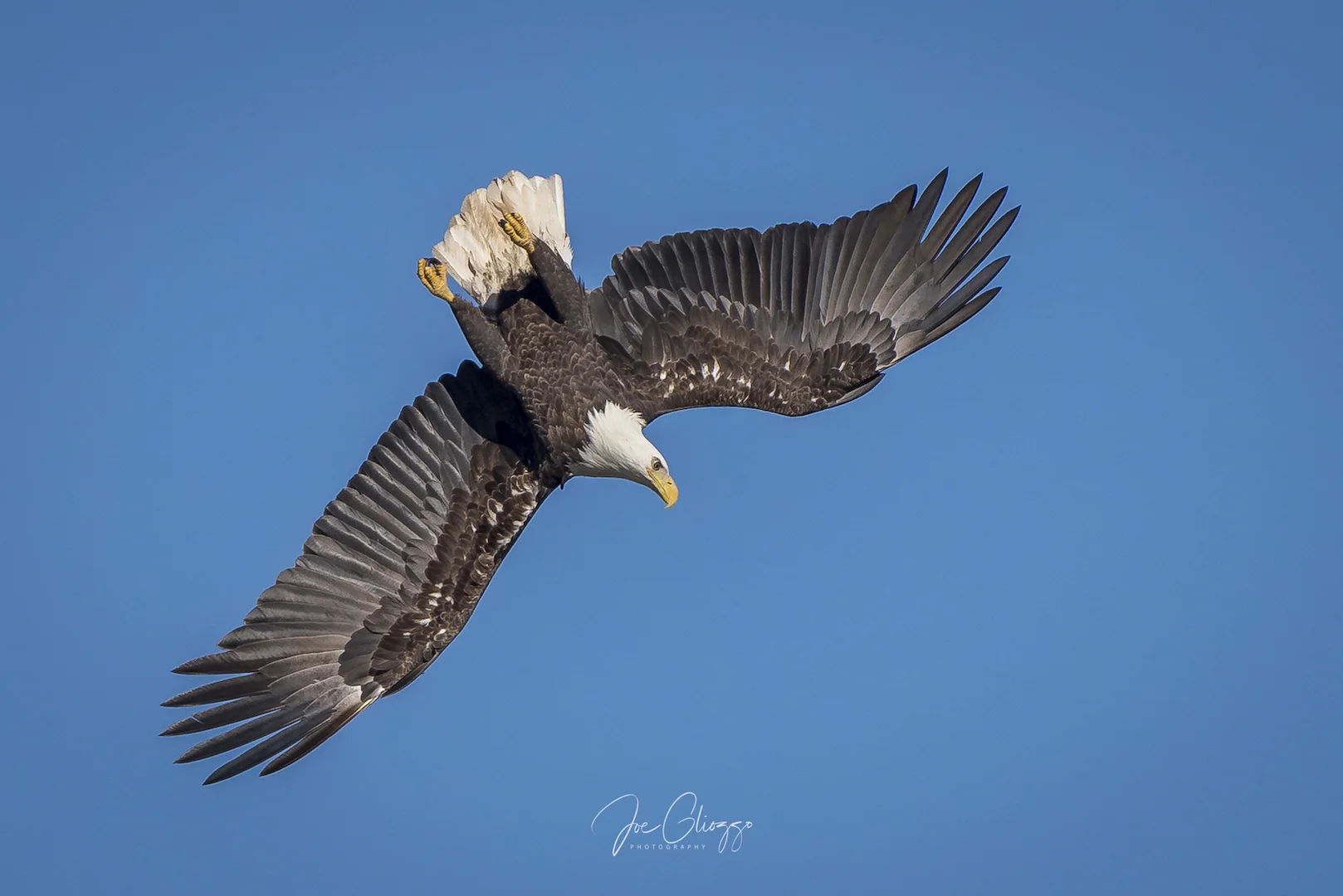 ANY DAY IS A GOOD DAY WITH OLD FRIENDS AND NEW FIRNDS WATCHING THE EAGLES SOAR. IMAGE; JOE GLIOZZO