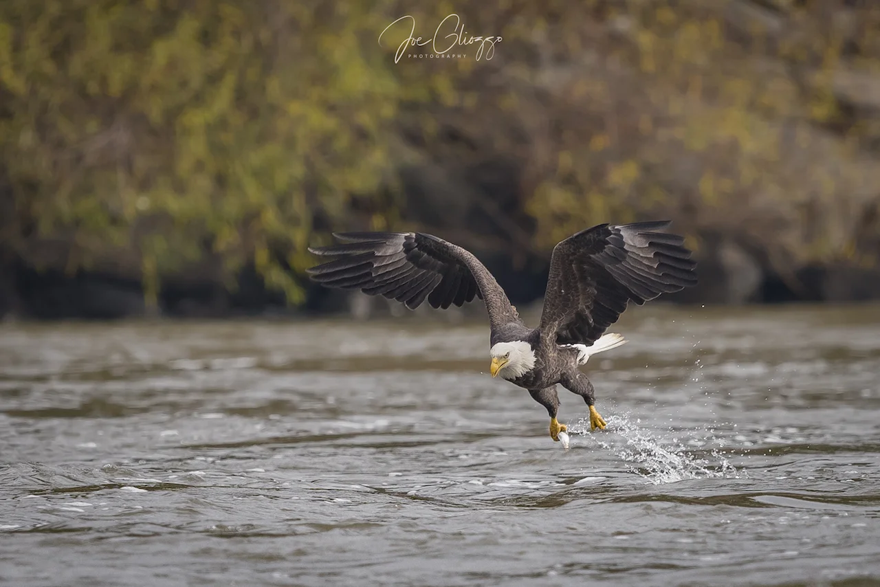IMAGE TAKEN FROM BELOW THE FENCE LINE, A MATURE BALD EAGLE WITH LUNCH IN ONE TALON. WILL HE BE ABLE TO KEEP IT? IMAGE; JOE GLIOZZO