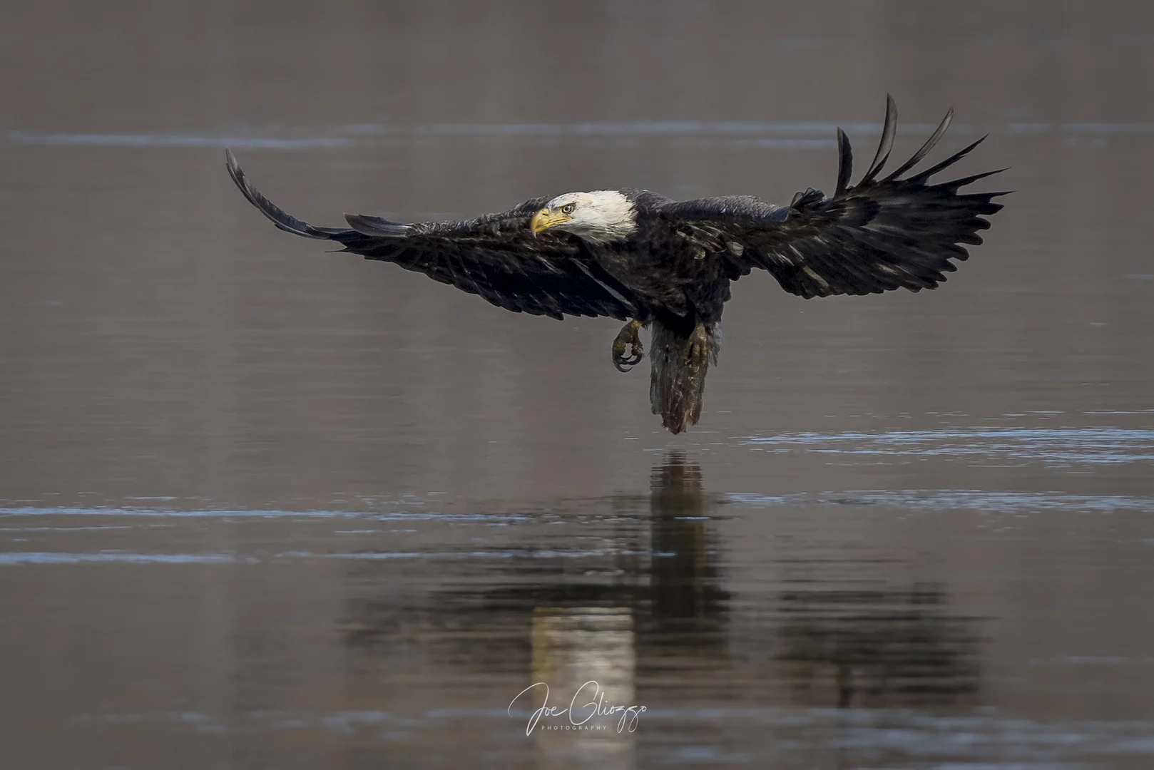 FROM THE BOAT LAUNCH WHERE THE PERSPECTIVE IS THE LOWEST TO THE HUNTING EAGLES. .A SUB-ADULT ATTEMPTS A CATCH. IMAGE: JOE GLIOZZO