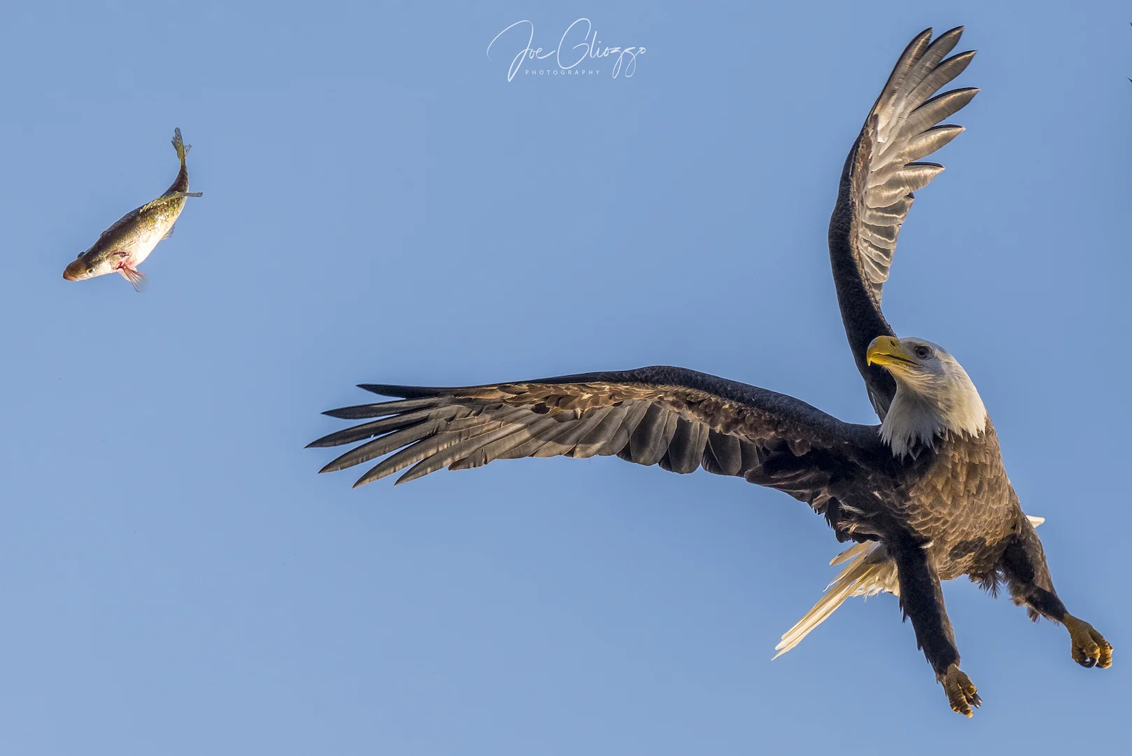 A BALD EAGLE LOSES HIS FISH MID-AIR. HOW TO FREEZE THIS MOMENT? SEE MY TIPS BELOW. IMAGE: JOE GLIOZZO