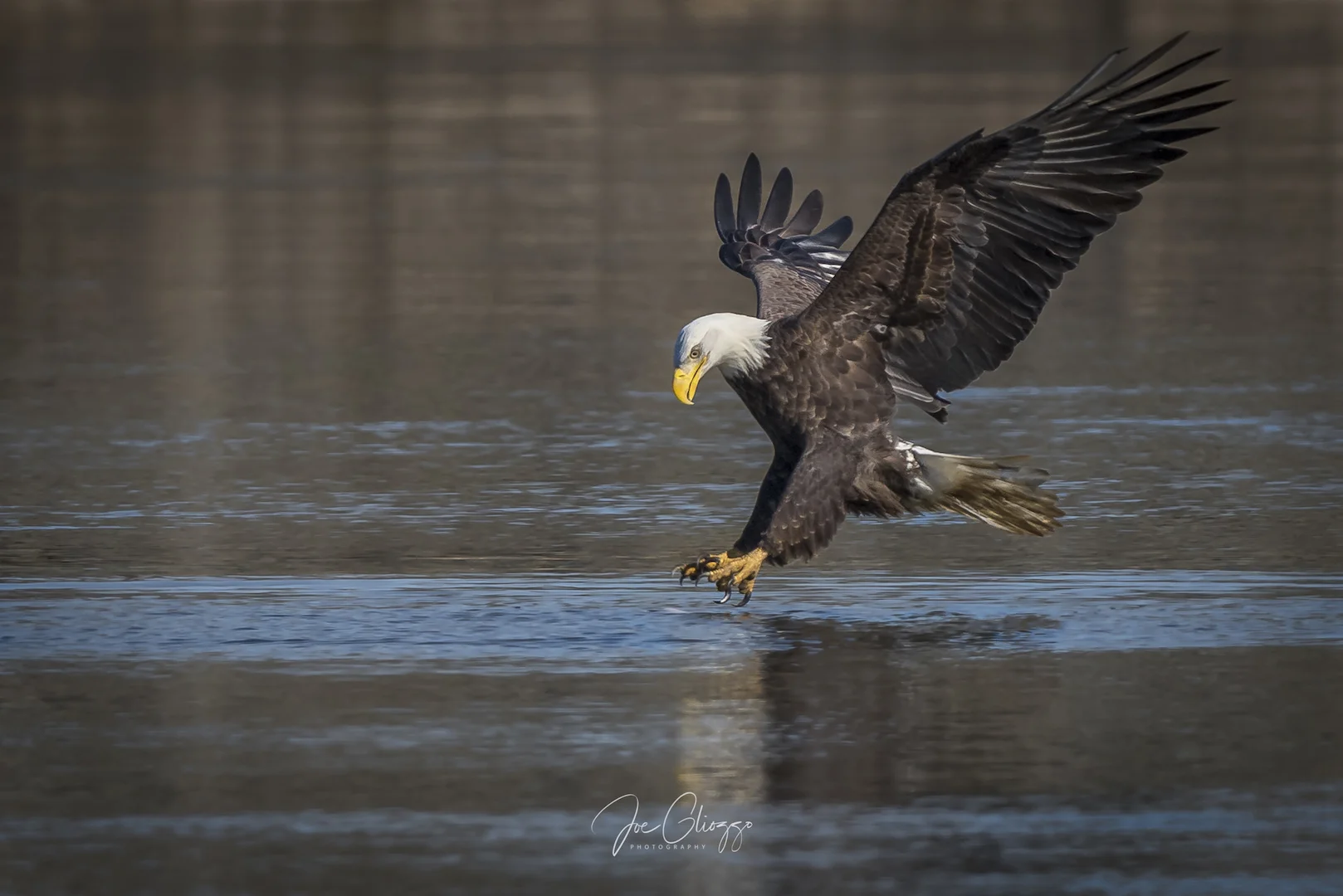 MATURE EAGLE AT THE EXACT MOMENT ITS TALONS BEGIN TO ENTER THE WATER. FROM BELOW THE FENCE ROCKS AT CONOWINGO DAM IMAGE JOE GLIOZZO