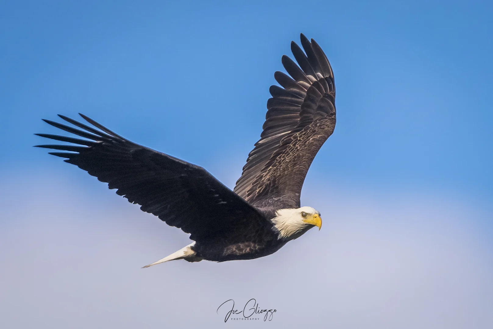 WHERE YOU SET UP TO TAKE YOUR PHOTOS MATTERS WITH WILDLIFE PHOTOGRAPHY. THIS WAS TAKEN FROM THE FISHING PIER. IMAGE: JOE GLIOZZO