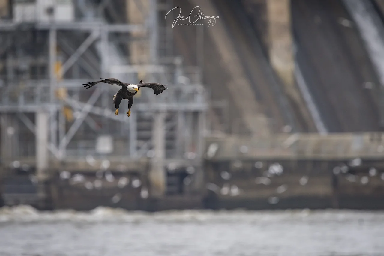 UNDERSTANDING THE LOCATION AND THE NATURAL BEHAVIOR OF THE WILDLIFE ARE IMPORTANT KEYS TO SUCCESSFUL WILDLIFE PHOTOGRAPHY. IMAGE. JOE GLIOZZO