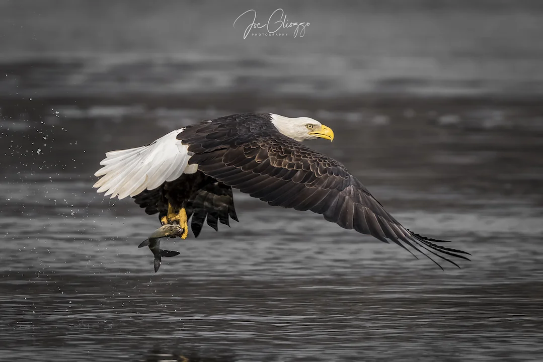 1.x Eagle w fish rt face -001 JG copy.jpg