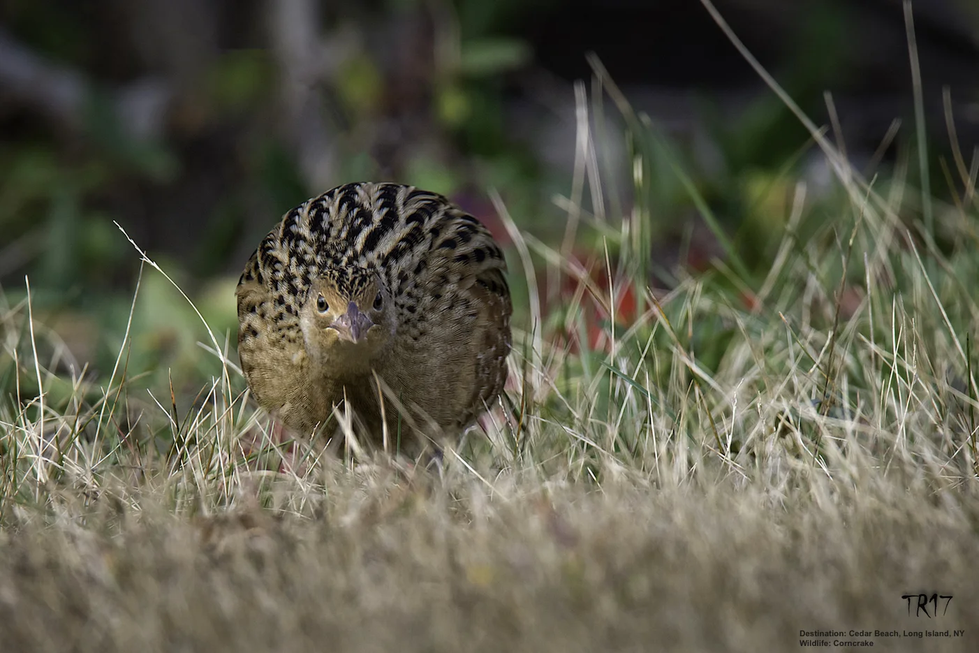 HOW TO GET THE BEST SHOT? TOM WAITED UNTIL THE SUN WAS AT HIS BACK & HE ANGLED LOW. TOM SHARES MORE BIRD PHOTOGRAPHY TIPS BELOW. IMAGE: TOM REICHERT