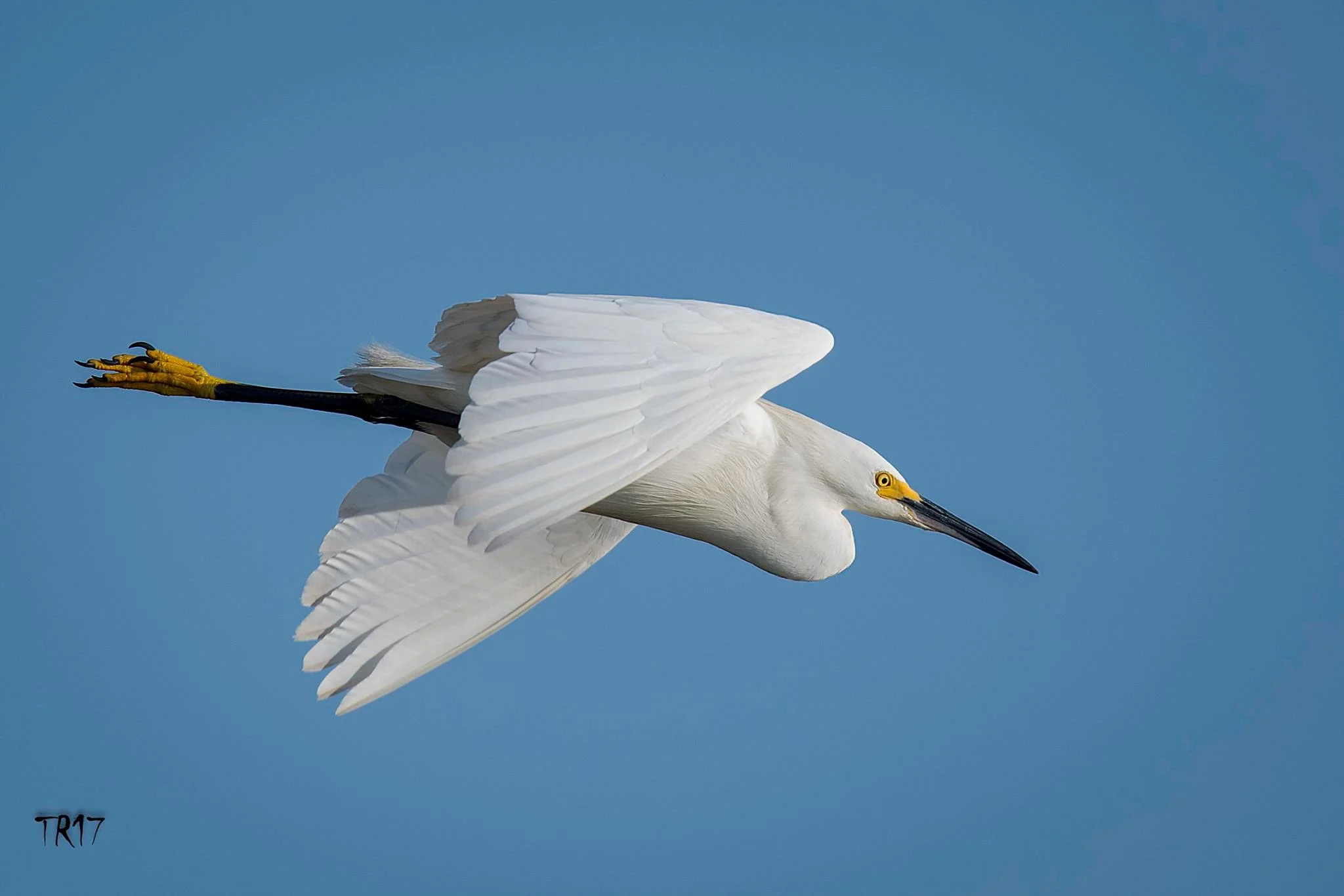 SNOWY EGRETS, LIKE THIS BEAUTY, ARE ONE OF MANY SPECIES YOU CAN EXPECT TO SEE ON LONG ISLAND'S SOUTH SHORE WETLANDS. IMAGE: TOM REICHERT