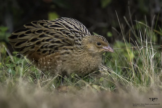 Long_Island_corncrake_migration_Tom_Reichert.jpg
