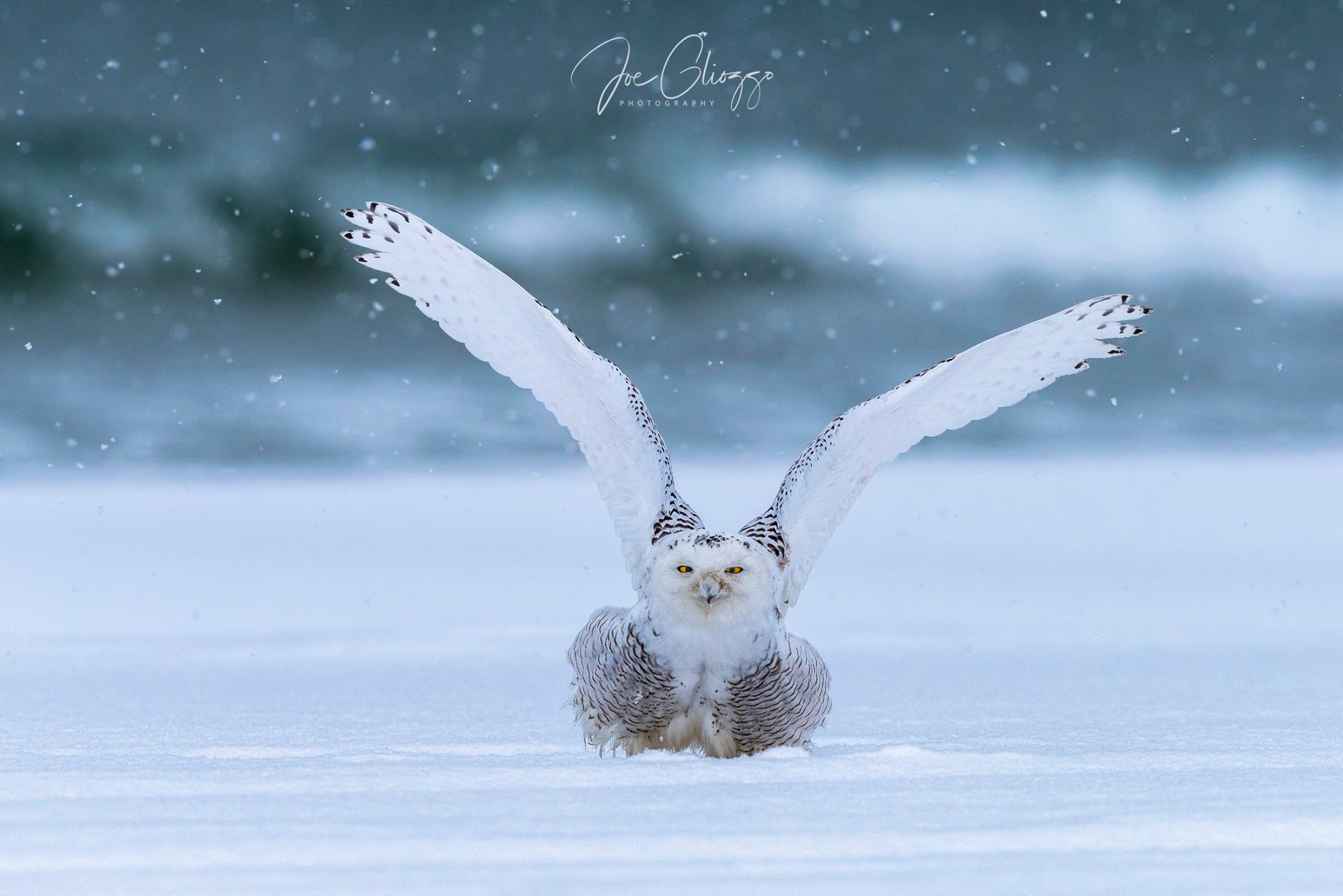 WELCOME TO 2018! JOE GLIOZZO CAPTURED THE MOMENT WITH THIS SNOWY OWL DURING THE YEAR'S FIRST SNOW STORM AT THE NEW JERSEY SHORE.