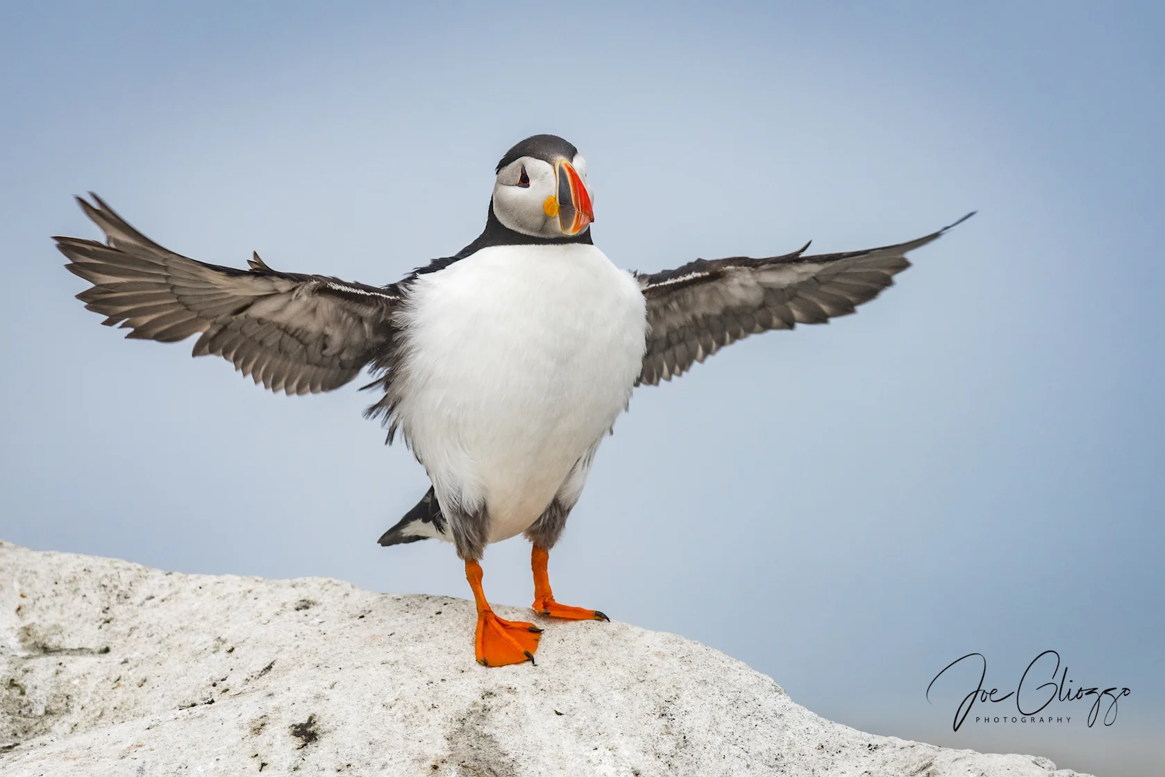 WELCOME TO THE NEW YEAR! IN 2017 NEW TEAM MEMBER JOE GLIOZZO BROUGHT US TO PUFFIN PARADISE AT MACHIAS ISLAND, MAINE (CANADA??) WHERE WILL HE BRING US IN 2018? LET'S GO! IMAGE: JOE GLIOZZO
