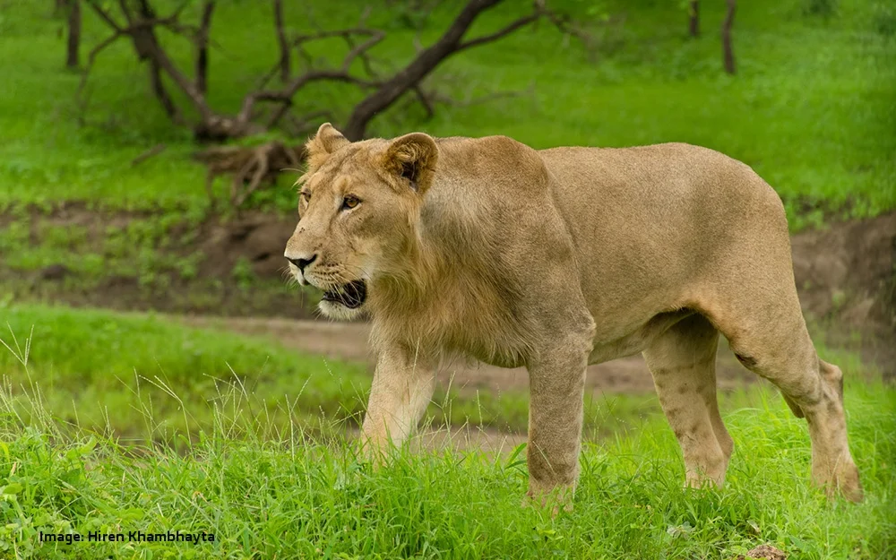 THE STORY OF THE THE LAST WILD ASIATIC LIONS ON EARTH, THE LIONS OF GIR, INDIA, CAME TO US THROUGH ONE OF OUR READERS, HIREN KHAMBHAYTA, HE ALSO TOOK THE AMAZING IMAGES.