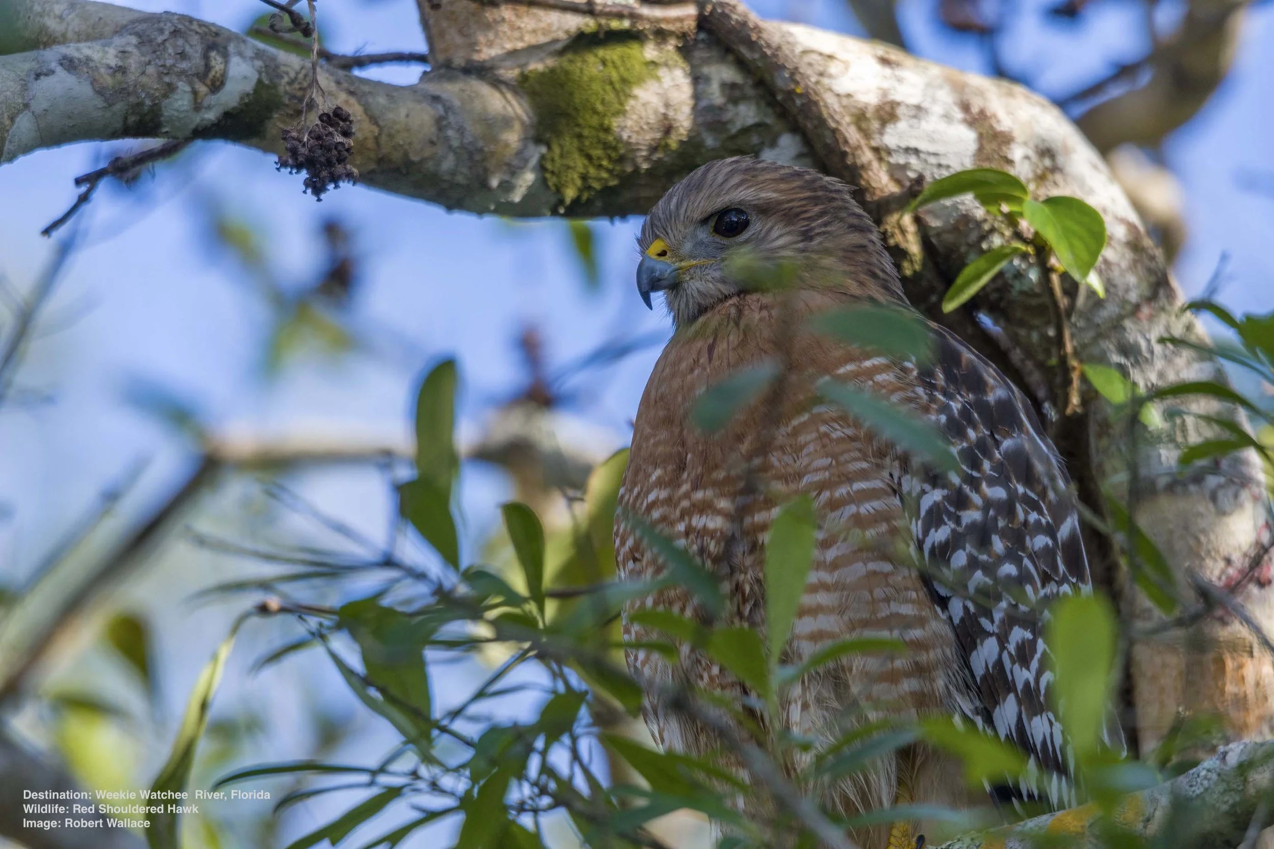 IT WAS QUIET ON THE WEEKI WACHE RIVER, JUST ME, A SWIMMING COTTON MOUTH SNAKE AND THIS RED SHOULDERED HAWK PERCHED HIGH ON A LIMB. IMAGE: ROBERT WALLACE