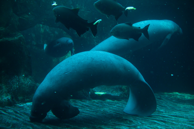 THESE ARE ANTILLES MANATEES A SUB-SPECIEs OF THE WEST INDIAN MANATEE, IMAGE: ©WRANGLE I DREAMSTIME.COM