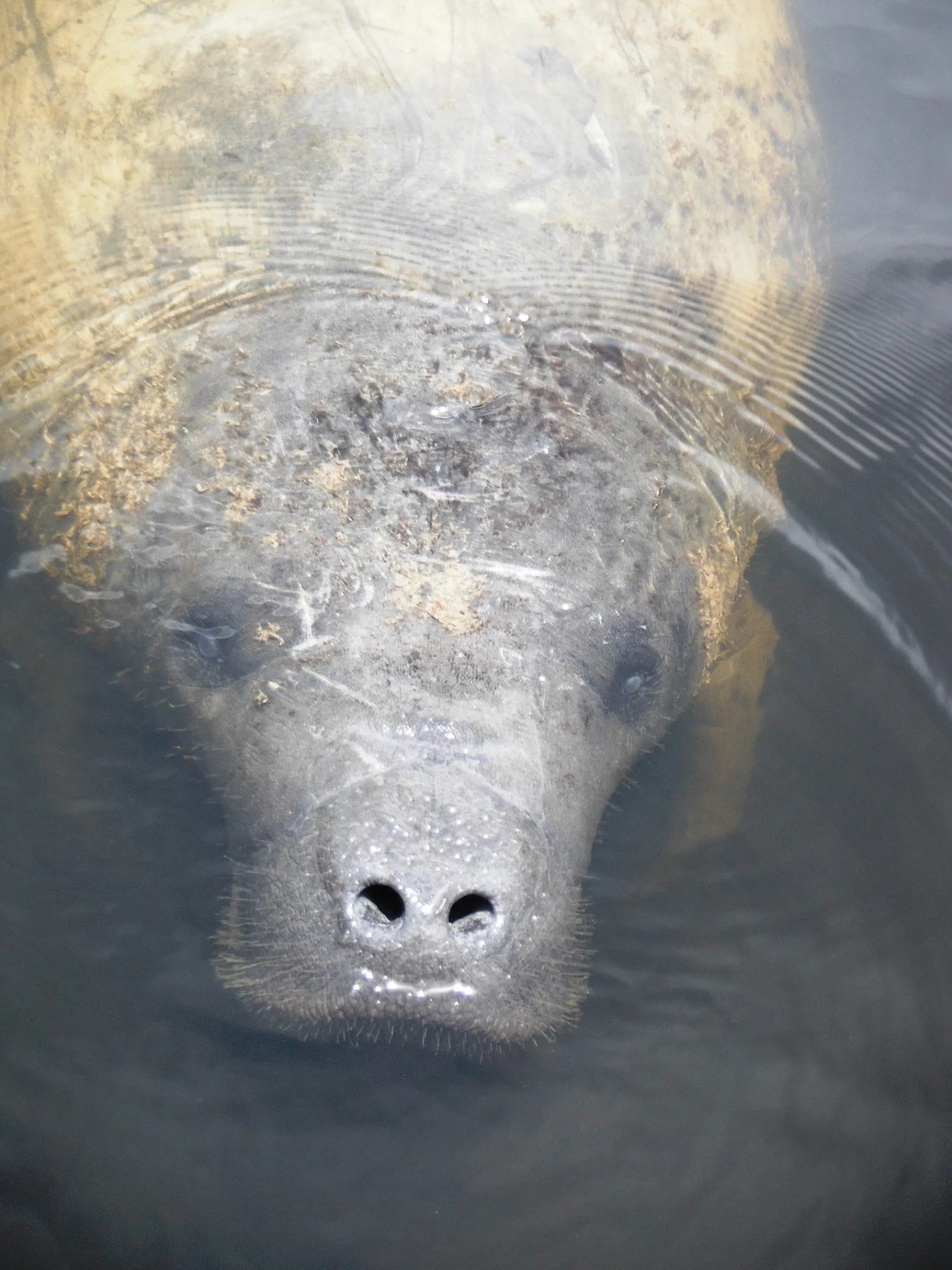 FLORIDA MANATEE CHECKING OUT A VISITOR. IMAGE THANKS TO: TOUR THE GLADES, EVERGLADES CITY. FLORIDA