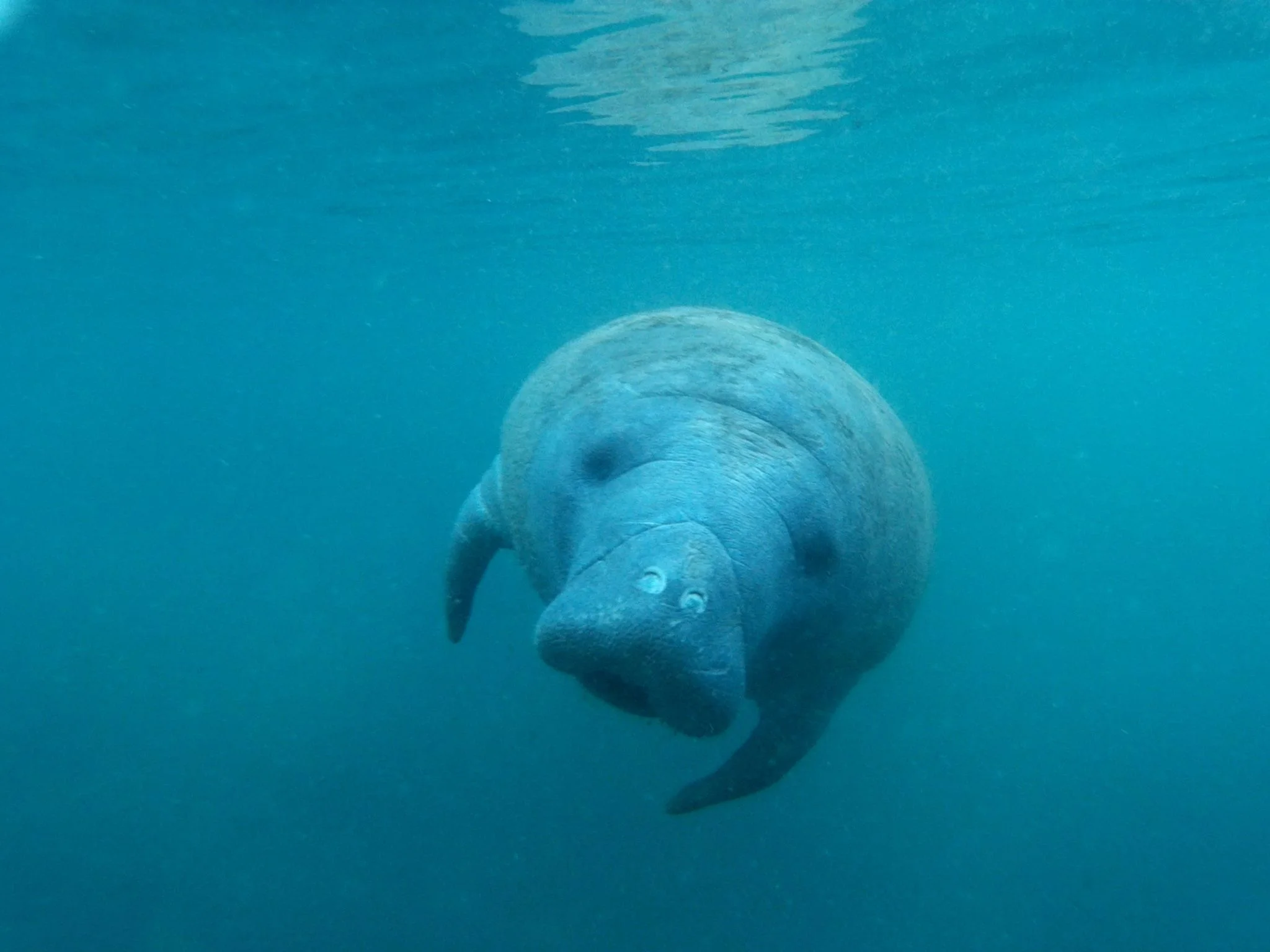 FLORIDA MANATEE IN THE CRYSTAL RIVER WILDLIFE REFUGE COMPLEX. IMAGE THANKS TO FRIENDS OF THE CRYSTAL RIVER WILDLIFE REFUGE COMPLEX.