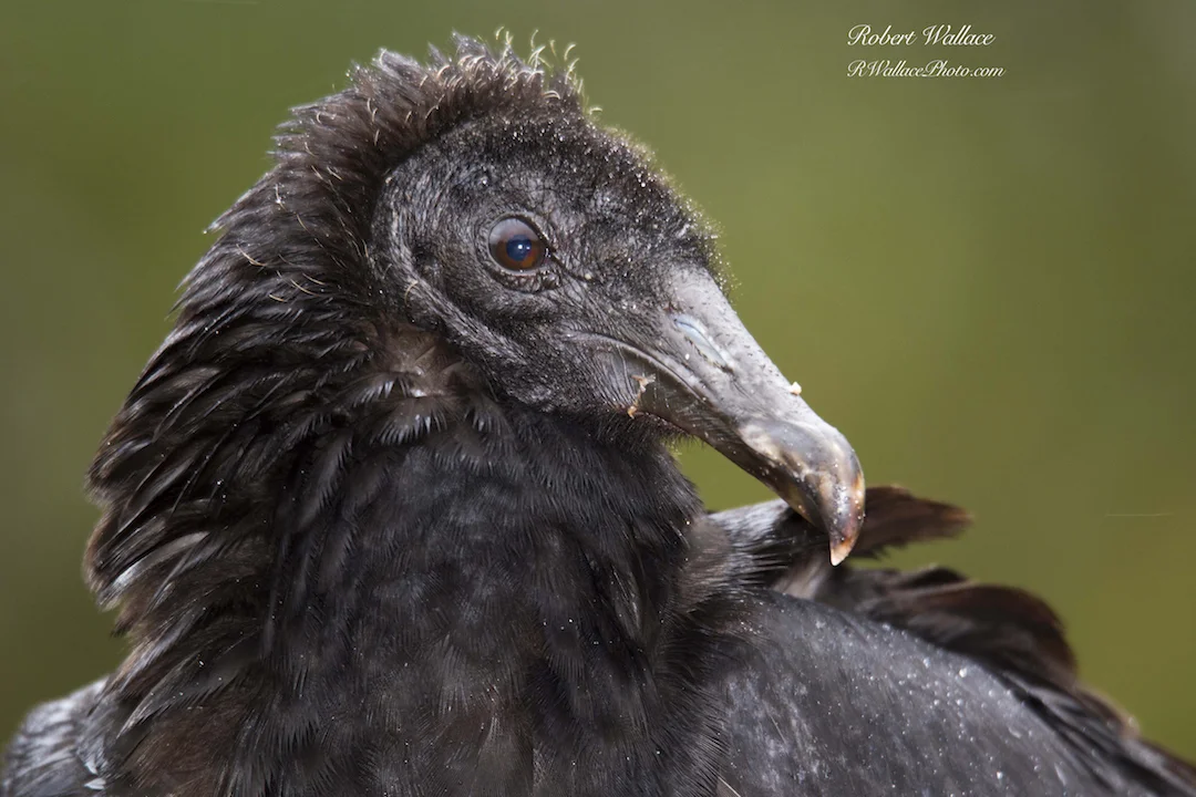 CLOSE UP OF A BLACK VULTURE IN THE RAIN AT CRYSTAL RIVER NATIONAL WILDLIFE REFUGE. CHECK OUT MY WILDLIFE PHOTOGRAPHY NOTES BELOW. IMAGE: ROBERT WALLACE