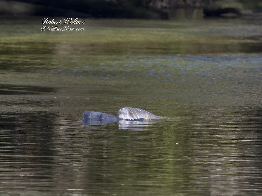 WANT TO SEE A MANATEE CLOSE-UP? BE QUIET AND STILL ON THE WATER. MANATEES POP-UP TO CHECK OUT THE KAYAK FLOATING BY. IMAGE: ROBERT WALLACE