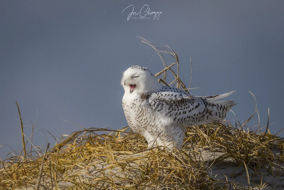 SNOWY OWL IN THE DUNES AT THE NEW JERSEY SHORE. BE PATIENT AND QUIET AND WATCH THE OWL'S BEHAVIOR. IMAGE: JOE GLIOZZO