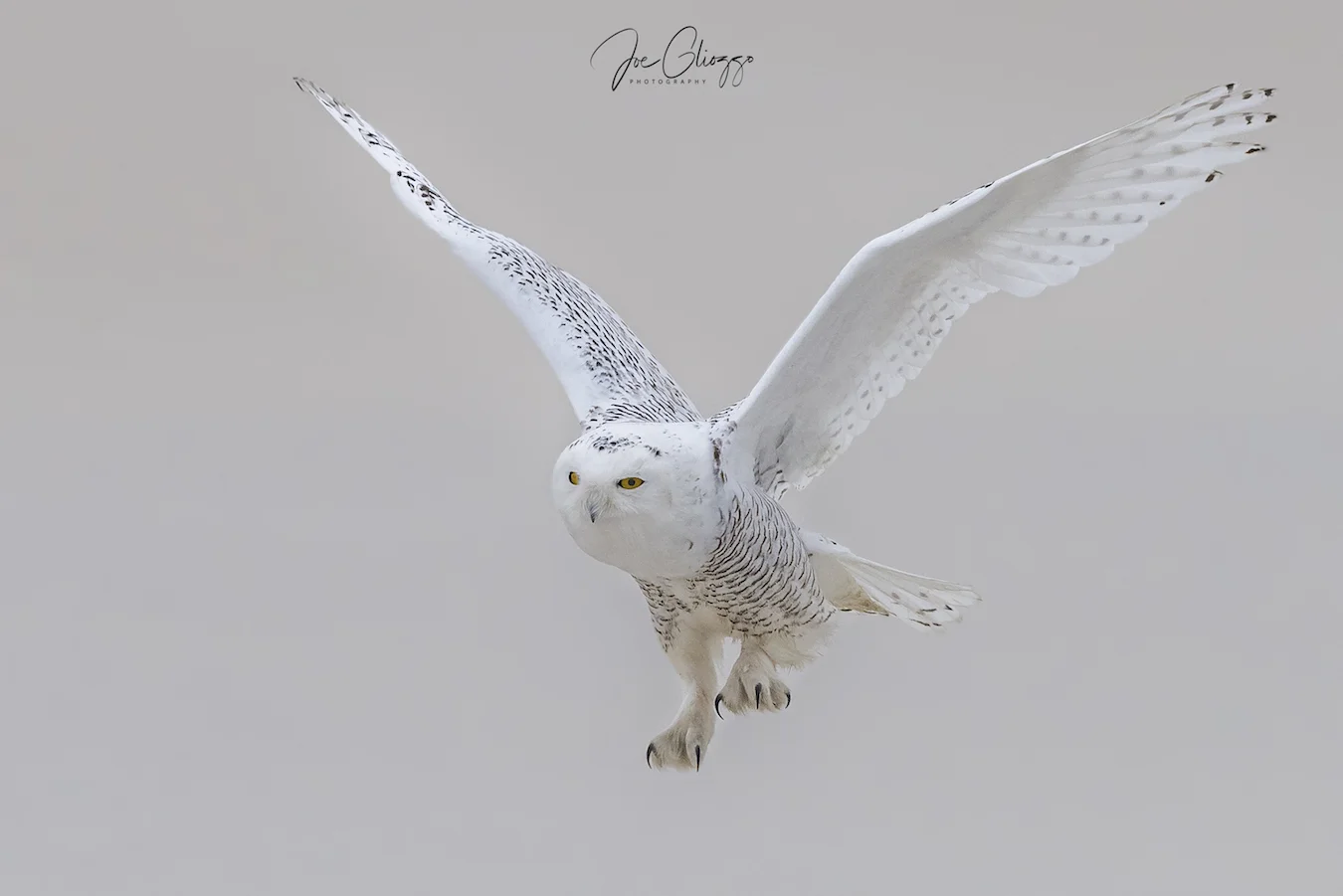 PATIENCE AND CAREFUL OBSERVATION CAN TIP YOU OFF TO THE BIRD'S NEXT MOVEMENTS. IMAGE: JOE GLIOZZO