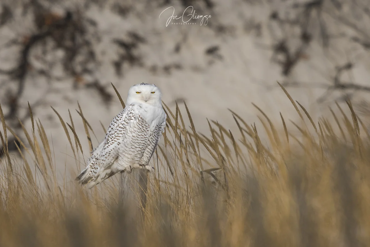 THE EYES ON THIS SNOWY OWL TELL US THAT SHE IS RELAXED AND WE ARE A RESPONSIBLE DISTANCE AWAY. IMAGE: JOE GLIOZZO