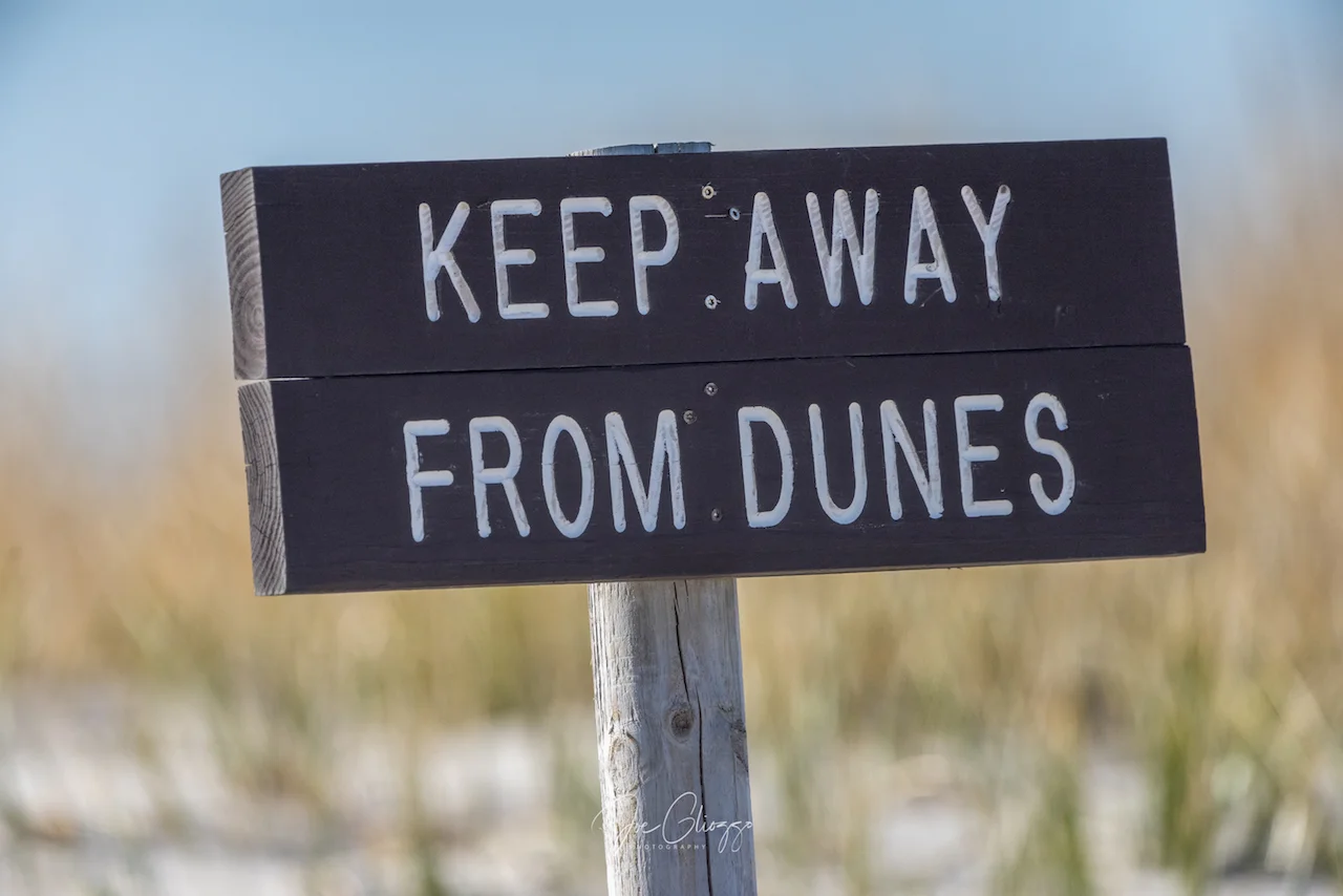 WHEN YOU PROTECT THE DUNES, YOU PROTECT THE WILDLIFE - INCLUDING SNOWY OWLS. IMAGE: ©JOE GLIOZZO